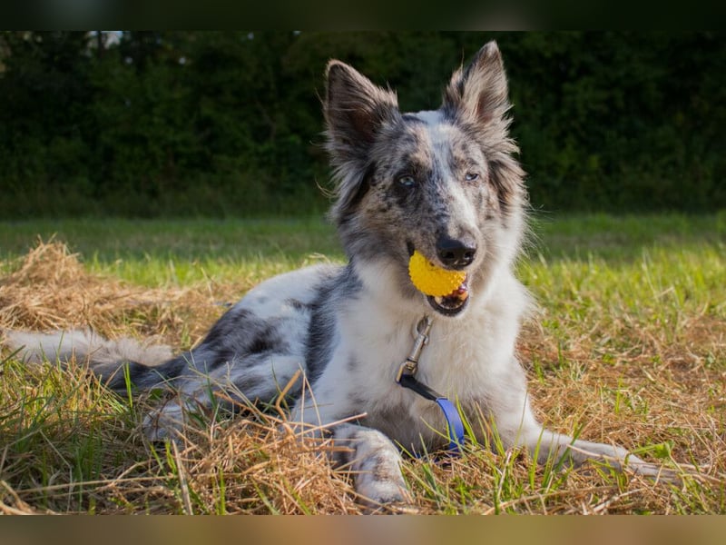 Malin - sportlich-aktiver Frauenversteher - Tierhilfe Franken e.V.