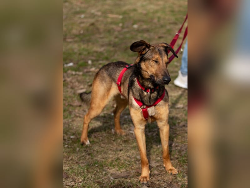 Aris - lebenslustiger verspielter Junghund - Tierhilfe Franken e.V.