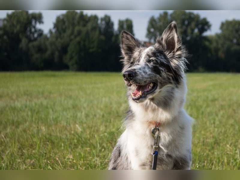Malin - sportlich-aktiver Frauenversteher - Tierhilfe Franken e.V.