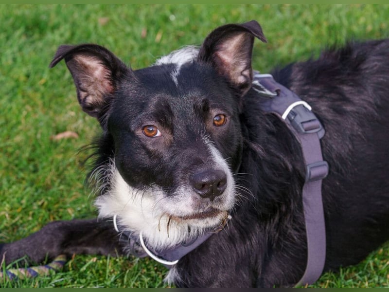 Rübe - frech, aktiv, verspielt - Tierhilfe Franken e.V.