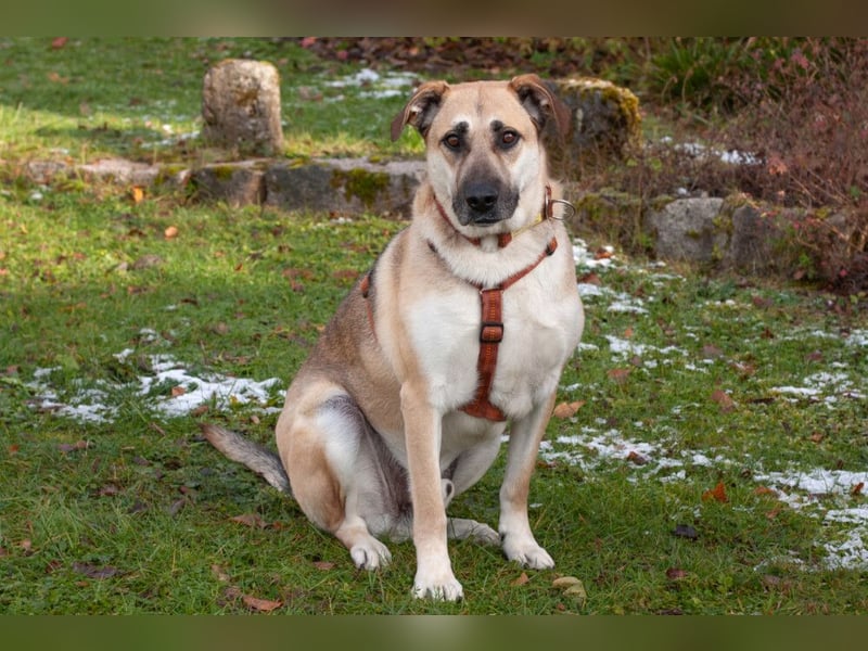 Topaz - ruhig, ausgeglichen und menschenbezogen - Tierhilfe Franken e.V.