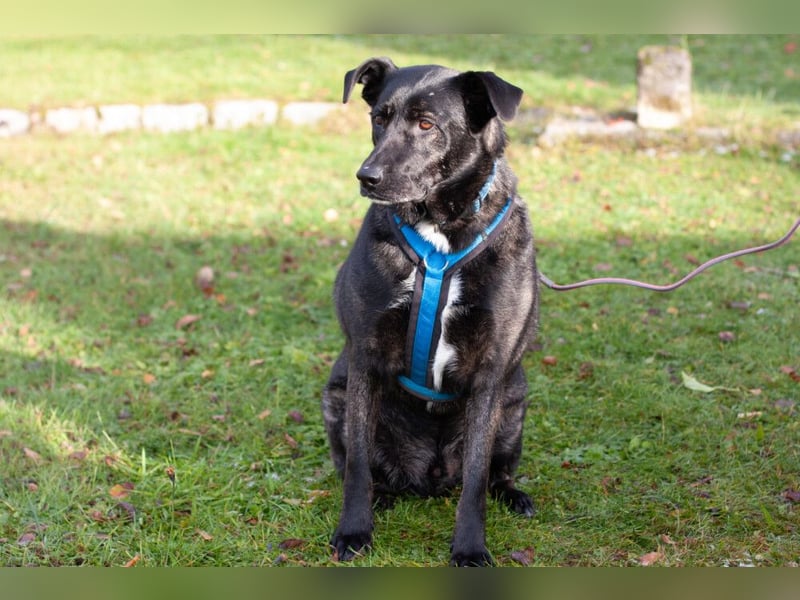 Onyx - ruhig und ausgeglichen - Tierhilfe Franken e.V.