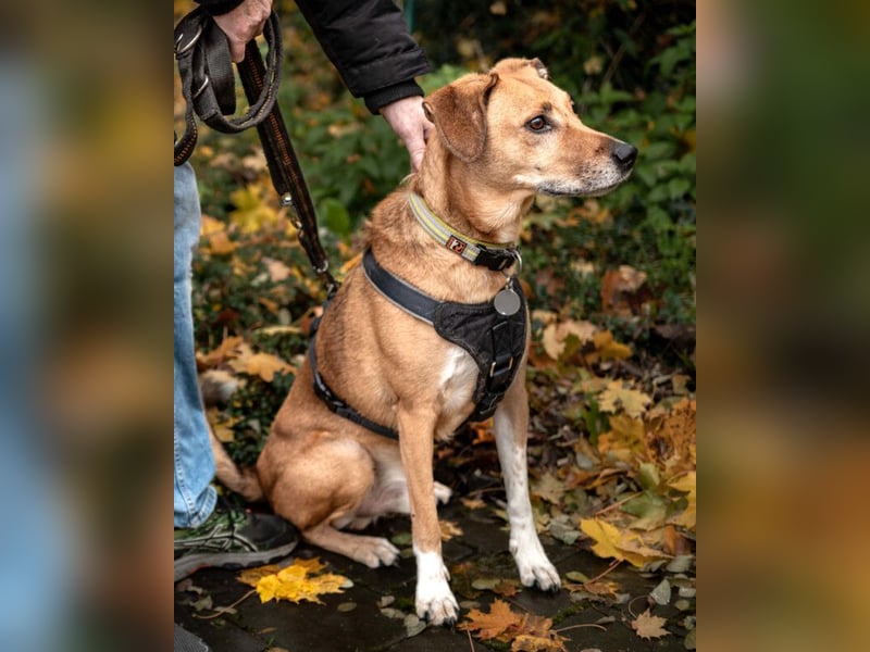 Osano - verschmuster, entspannter Gefährte - Tierhilfe Franken e.V.