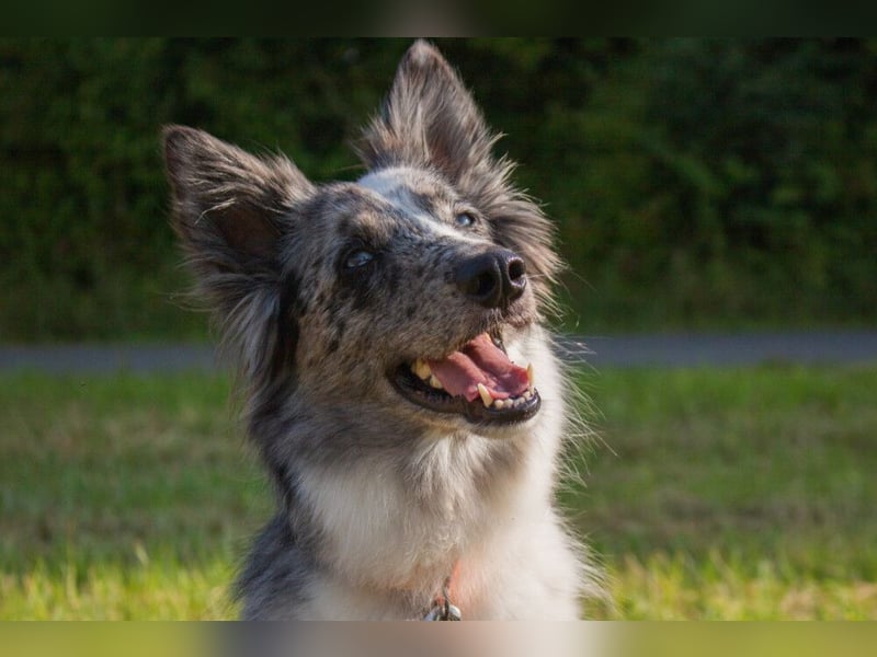 Malin - sportlich-aktiver Frauenversteher - Tierhilfe Franken e.V.