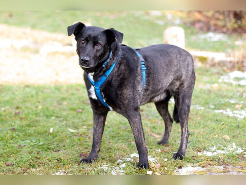 Onyx - ruhig und ausgeglichen - Tierhilfe Franken e.V.