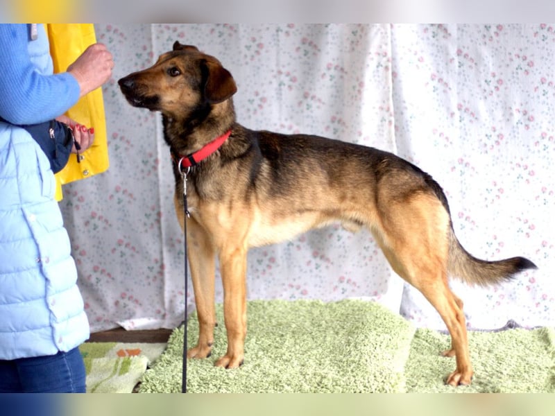 Aris - lebenslustiger verspielter Junghund - Tierhilfe Franken e.V.