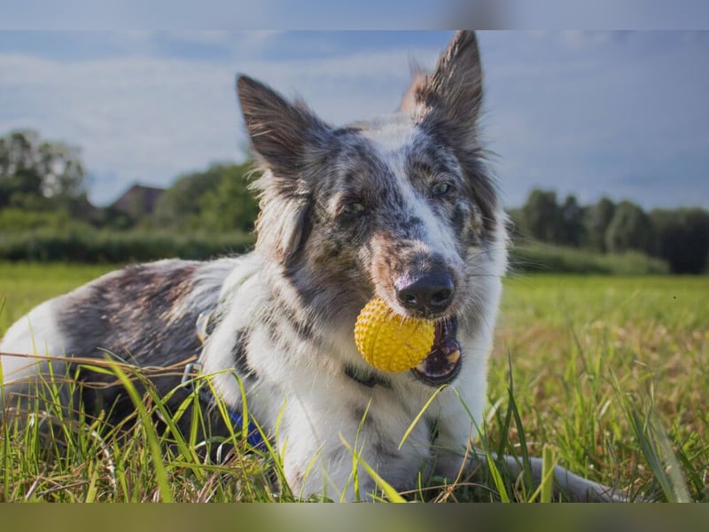Malin - sportlich-aktiver Frauenversteher - Tierhilfe Franken e.V.