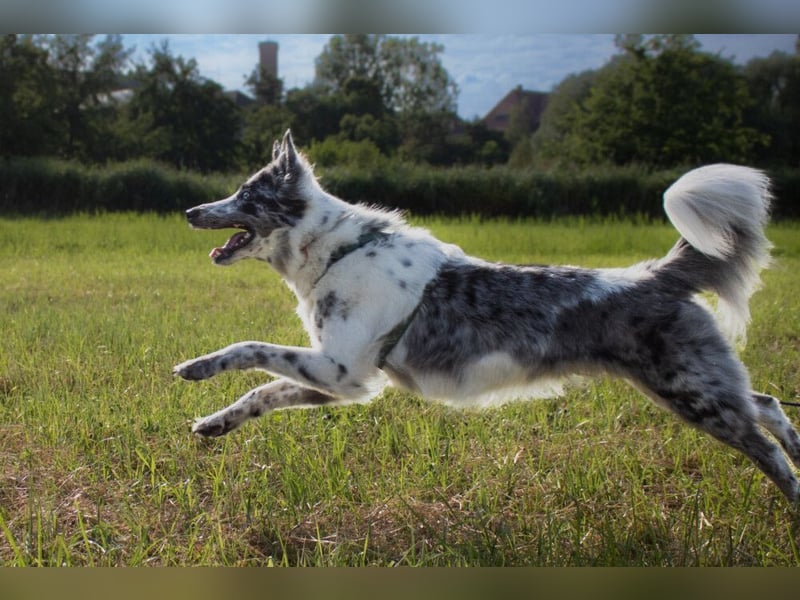 Malin - sensibler Hund sucht verständnisvolle Menschen - Tierhilfe Franken e.V.