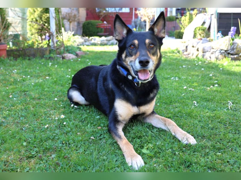 Skylo - hat ein Herz aus Gold - Tierhilfe Franken e.V.