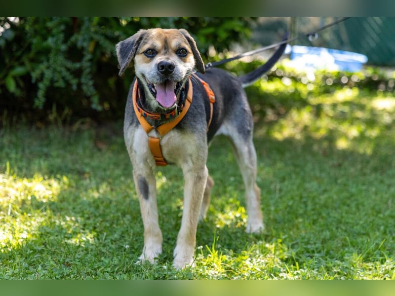 Servus Max - ein Herzenshund sucht sein Glück - Tierhilfe Franken e.V.