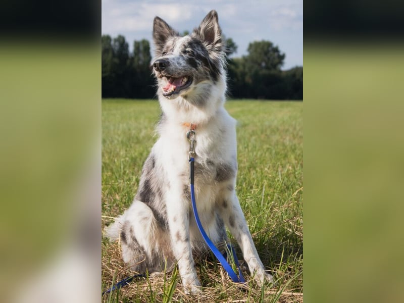 Malin - sportlich-aktiver Frauenversteher - Tierhilfe Franken e.V.