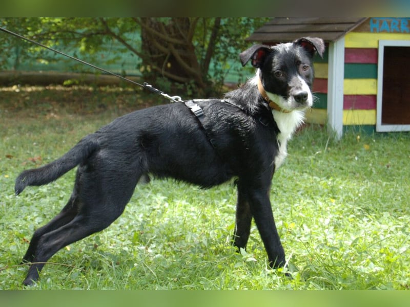 Rübe - wird ein toller Familienhund - Tierhilfe Franken e.V.