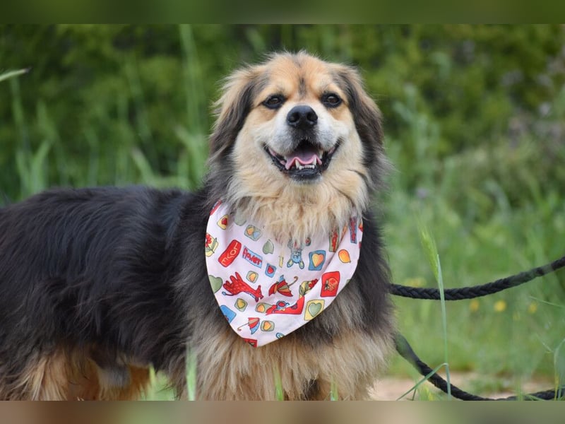 Servus Max - ein Herzenshund sucht sein Glück - Tierhilfe Franken e.V.
