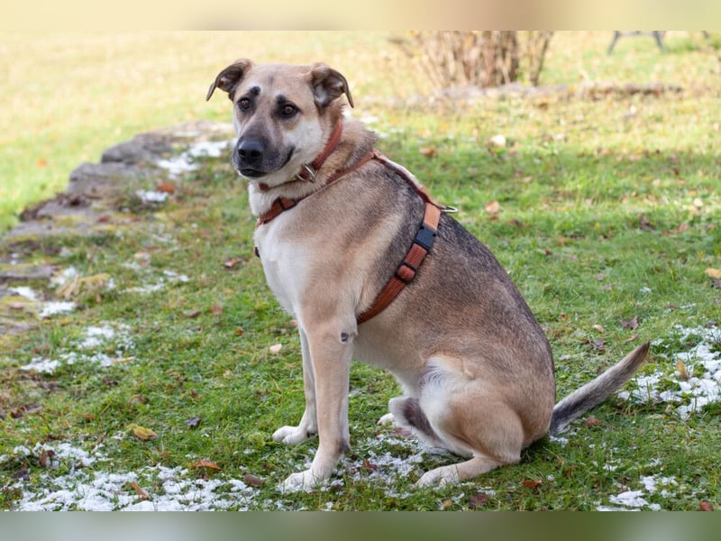 Topaz - ruhig, ausgeglichen und menschenbezogen - Tierhilfe Franken e.V.