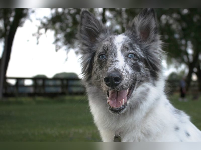 Malin - sensibler Hund sucht verständnisvolle Menschen - Tierhilfe Franken e.V.