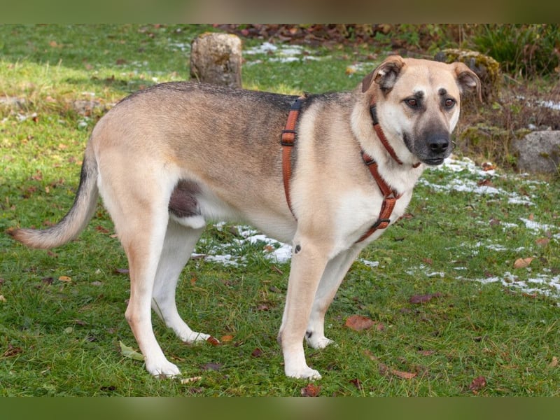 Topaz - ruhig, ausgeglichen und menschenbezogen - Tierhilfe Franken e.V.