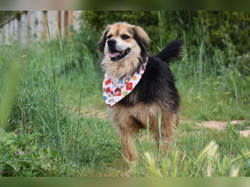 Servus Max - ein Herzenshund sucht sein Glück - Tierhilfe Franken e.V.