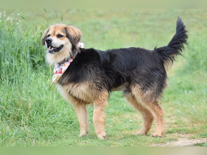 Servus Max - ein Herzenshund sucht sein Glück - Tierhilfe Franken e.V.