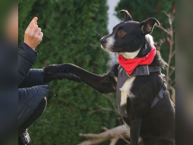 Rübe - frech, aktiv, verspielt - Tierhilfe Franken e.V.