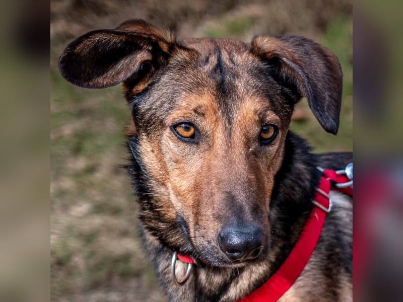 Aris - lebenslustiger verspielter Junghund - Tierhilfe Franken e.V.