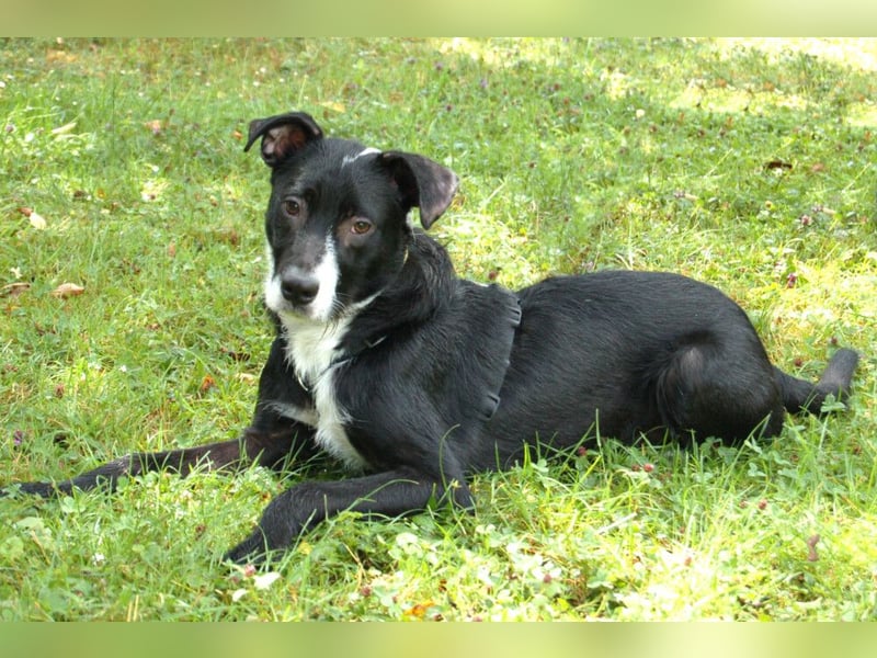 Rübe - wird ein toller Familienhund - Tierhilfe Franken e.V.