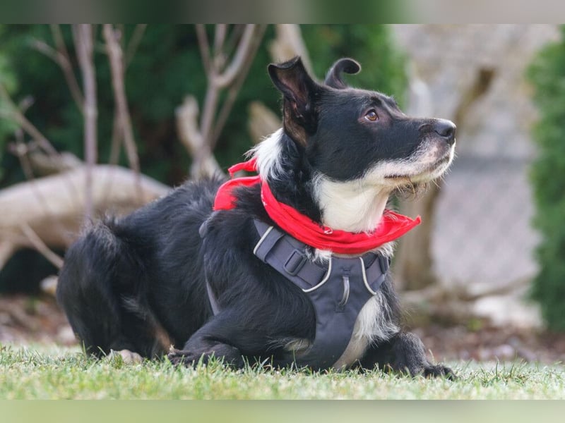 Rübe - frech, aktiv, verspielt - Tierhilfe Franken e.V.