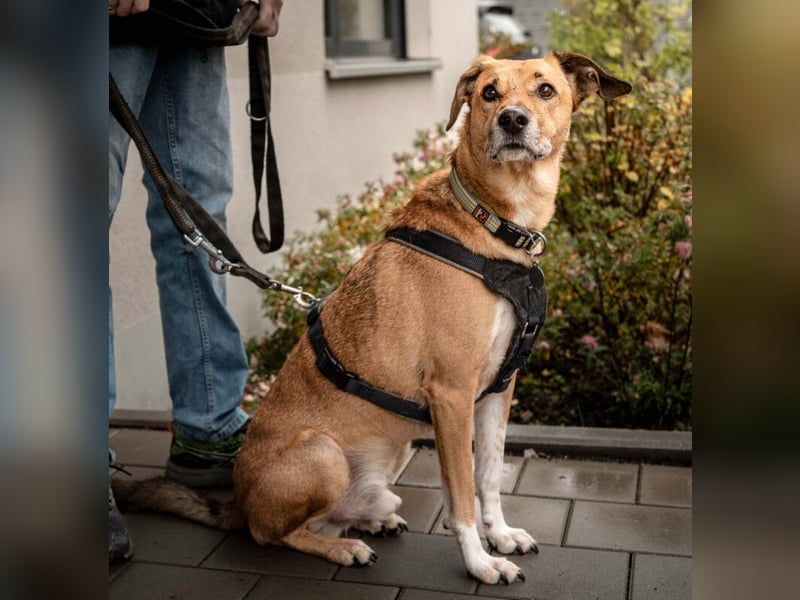 Osano - verschmuster, entspannter Gefährte - Tierhilfe Franken e.V.