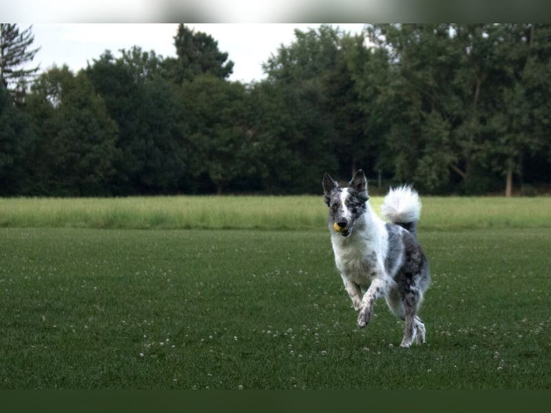 Malin - sensibler Hund sucht verständnisvolle Menschen - Tierhilfe Franken e.V.