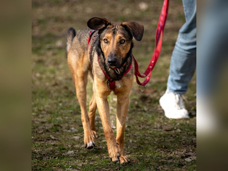 Aris - lebenslustiger verspielter Junghund - Tierhilfe Franken e.V.