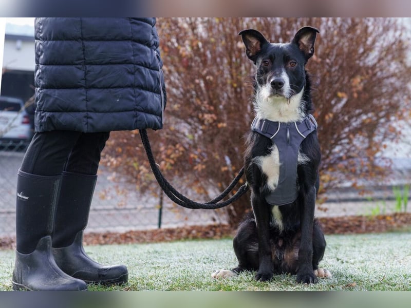Rübe - frech, aktiv, verspielt - Tierhilfe Franken e.V.