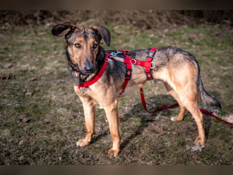 Aris - lebenslustiger verspielter Junghund - Tierhilfe Franken e.V.