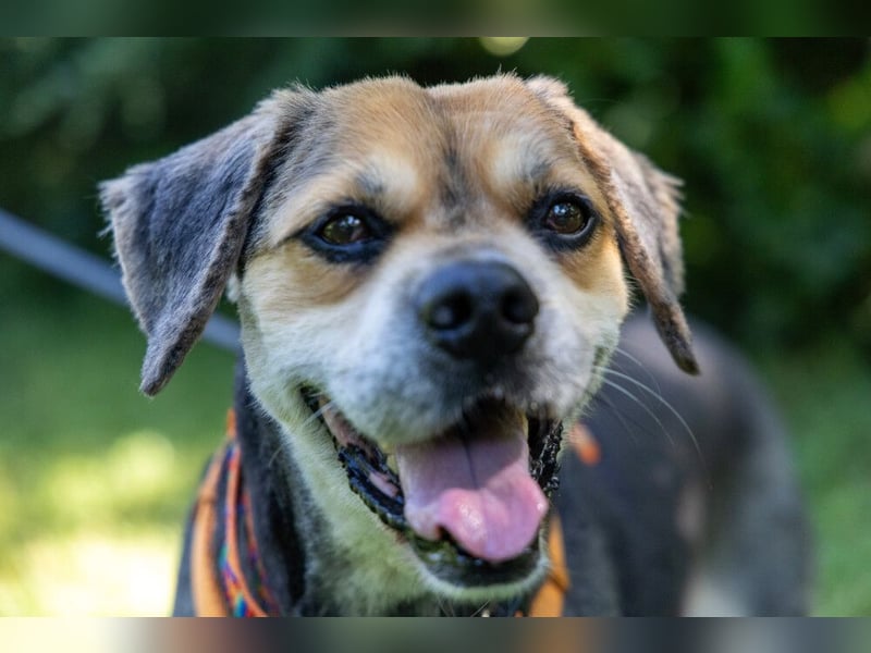 Servus Max - ein Herzenshund sucht sein Glück - Tierhilfe Franken e.V.