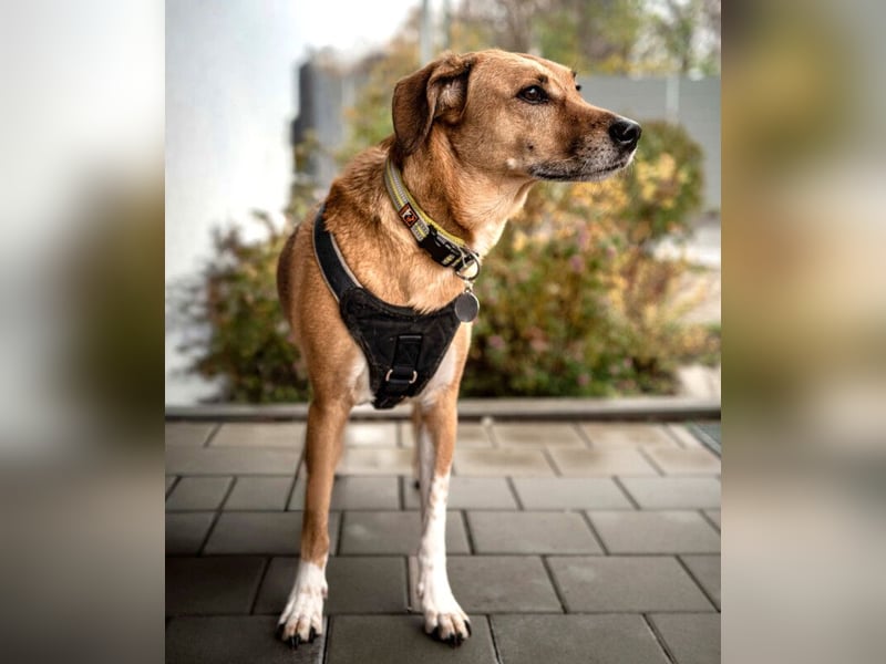 Osano - verschmuster, entspannter Gefährte - Tierhilfe Franken e.V.