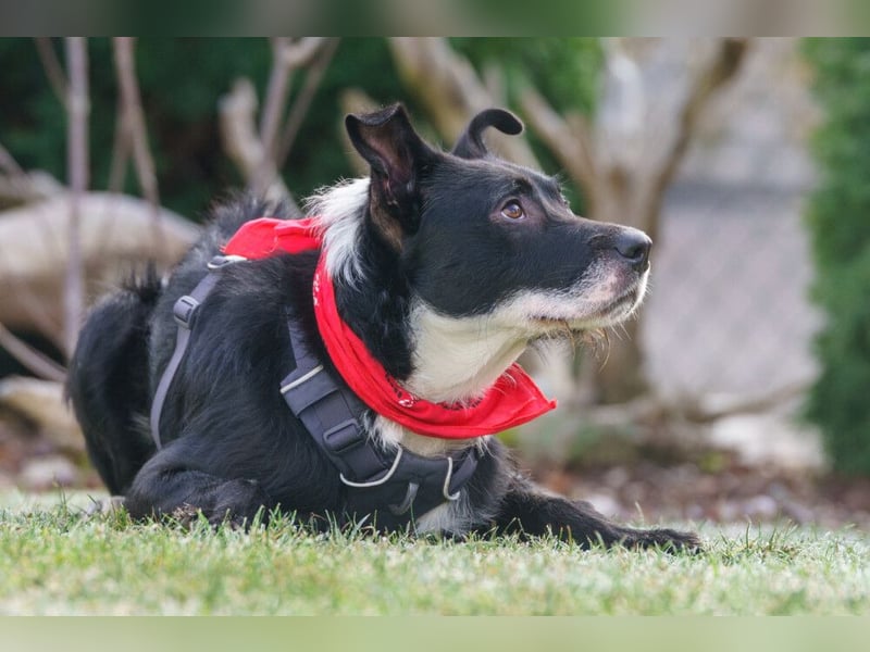Rübe - frech, aktiv, verspielt - Tierhilfe Franken e.V.