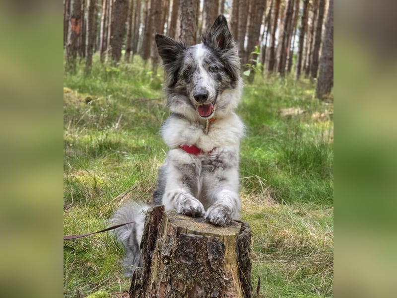 Malin - sensibler Hund sucht verständnisvolle Menschen - Tierhilfe Franken e.V.