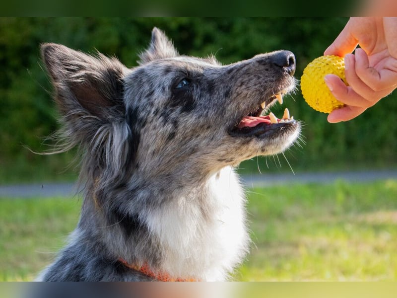 Malin - sportlich-aktiver Frauenversteher - Tierhilfe Franken e.V.