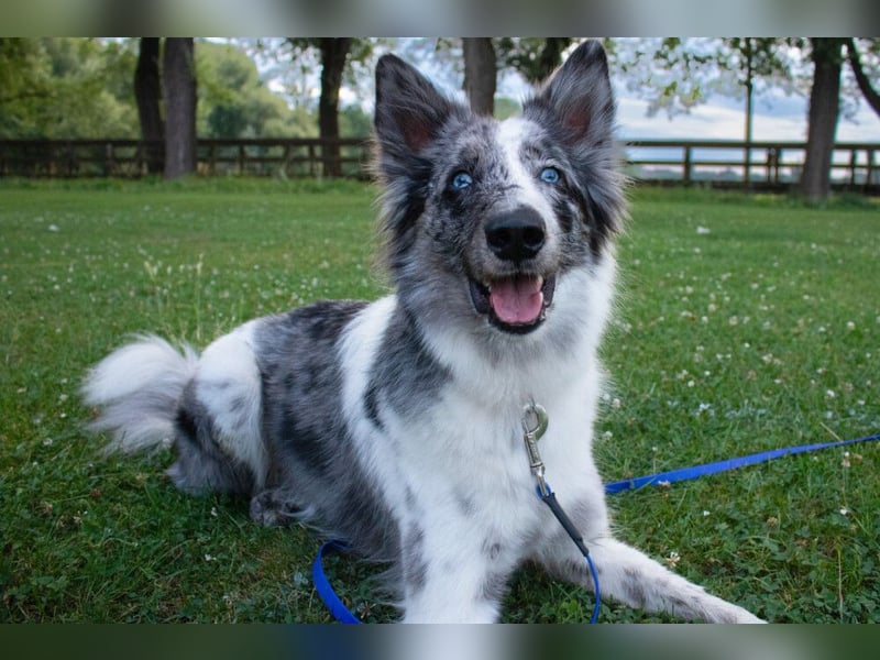 Malin - sportlich-aktiver Frauenversteher - Tierhilfe Franken e.V.