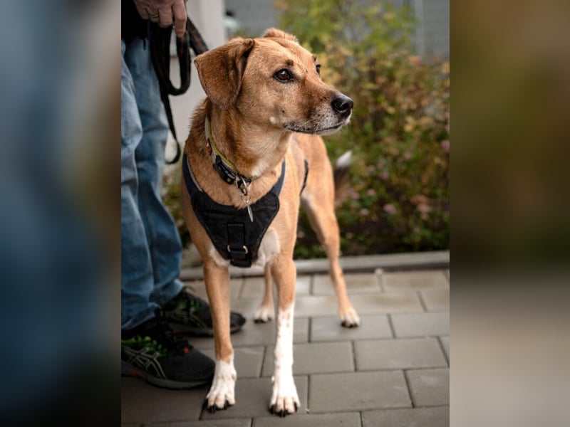 Osano - verschmuster, entspannter Gefährte - Tierhilfe Franken e.V.