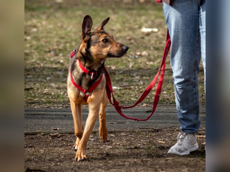 Aris - lebenslustiger verspielter Junghund - Tierhilfe Franken e.V.
