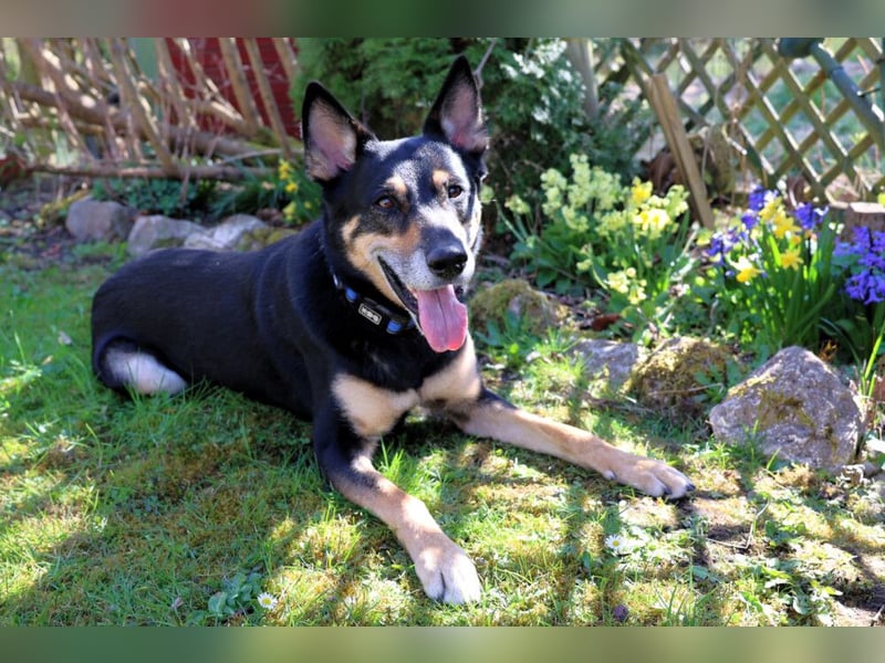 Skylo - hat ein Herz aus Gold - Tierhilfe Franken e.V.