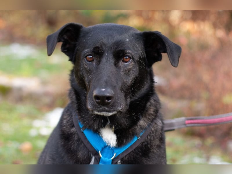 Onyx - ruhig und ausgeglichen - Tierhilfe Franken e.V.