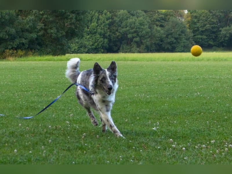 Malin - sportlich-aktiver Frauenversteher - Tierhilfe Franken e.V.