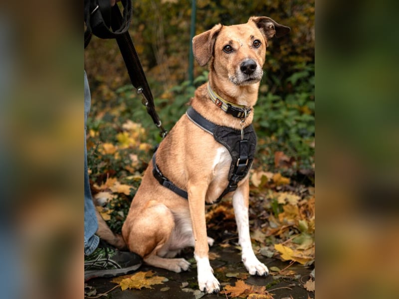 Osano - verschmuster, entspannter Gefährte - Tierhilfe Franken e.V.