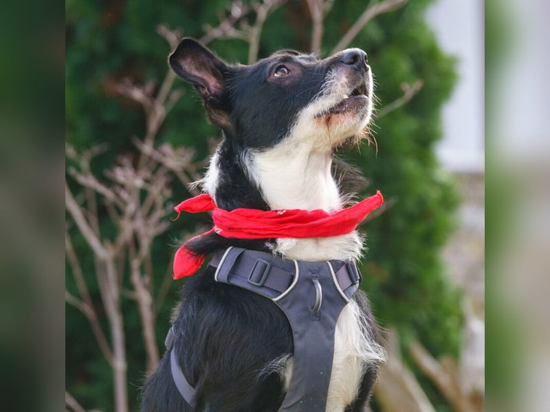 Rübe - frech, aktiv, verspielt - Tierhilfe Franken e.V.