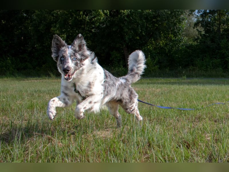 Malin - sportlich-aktiver Frauenversteher - Tierhilfe Franken e.V.
