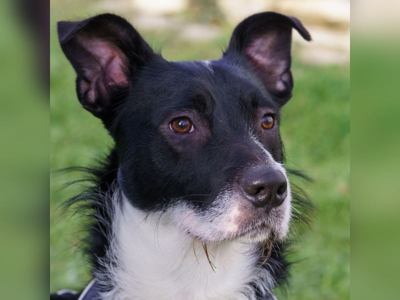 Rübe - frech, aktiv, verspielt - Tierhilfe Franken e.V.