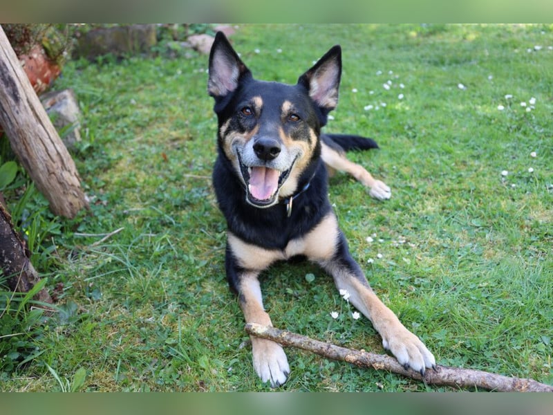 Skylo - hat ein Herz aus Gold - Tierhilfe Franken e.V.