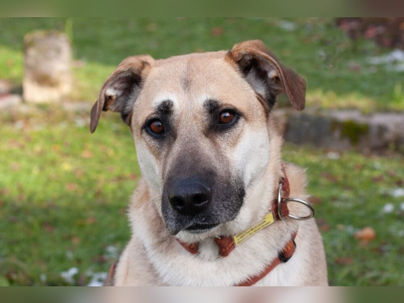 Topaz - ruhig, ausgeglichen und menschenbezogen - Tierhilfe Franken e.V.