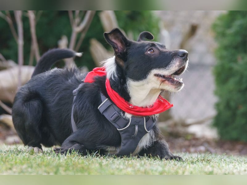 Rübe - frech, aktiv, verspielt - Tierhilfe Franken e.V.