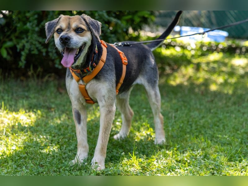 Servus Max - ein Herzenshund sucht sein Glück - Tierhilfe Franken e.V.